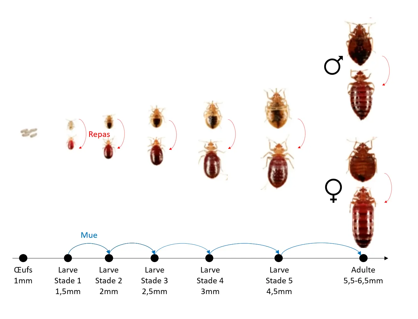 punaises-dans-le-temps