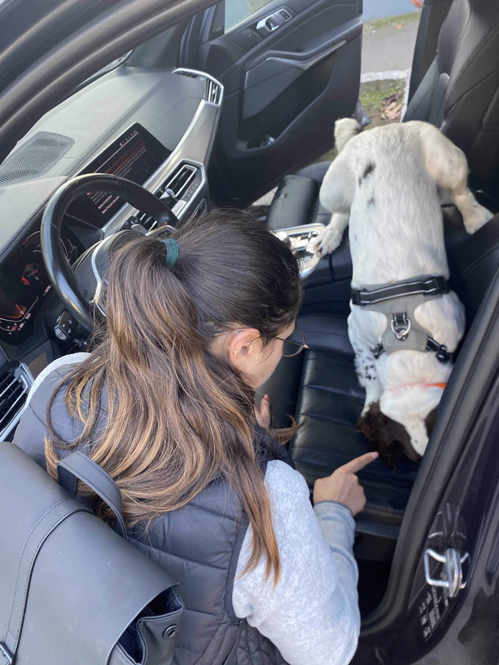 Chien renifleur formé à la détection de punaises de lit inspectant le siège avant d'une voiture