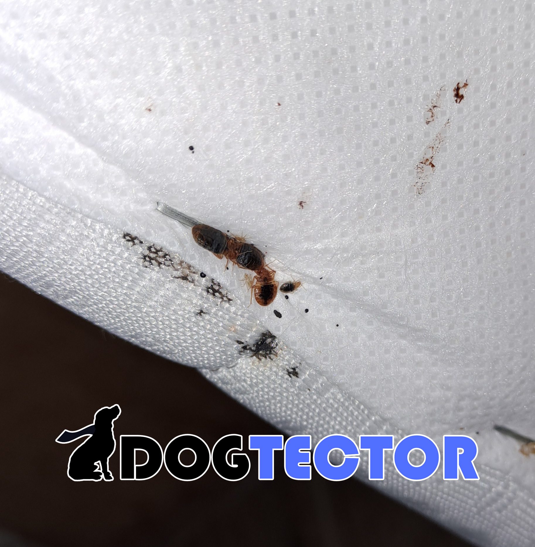 Excrément de punaise de lit sur matelas