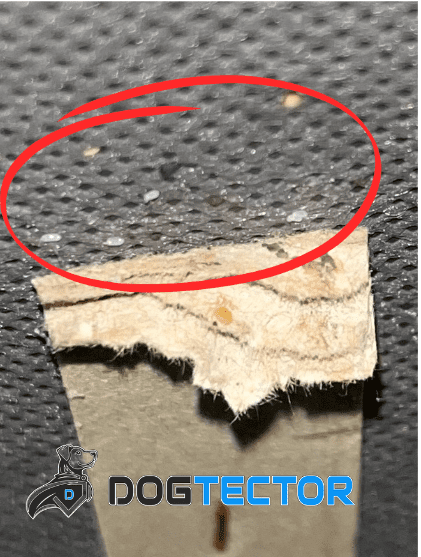 Photo montrant une punaise de lit sur un morceau de bois marqué, mise en évidence par un cercle rouge.