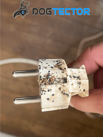 Prise électrique avec des traces d'excréments de punaises de lit, montrant une infestation avancée.
