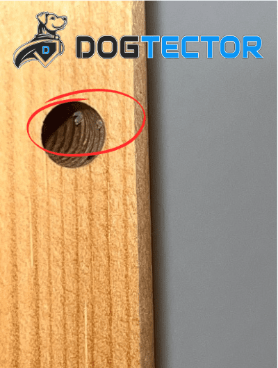 Punaise de lit logée dans un trou de bois, mise en évidence par Dogtector.