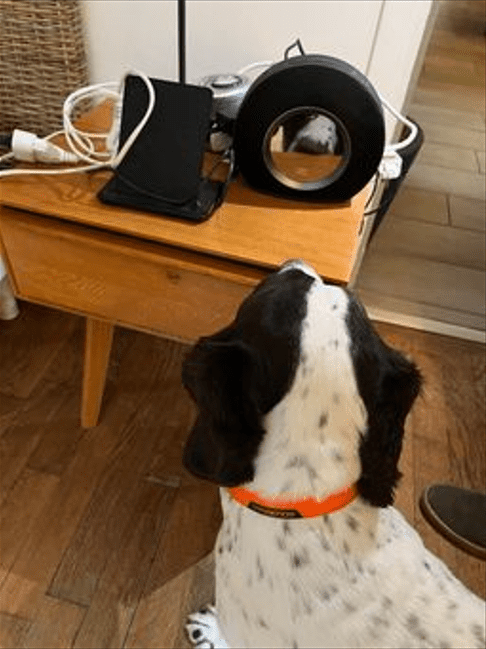 Chien de détection regardant un miroir sur une table en bois