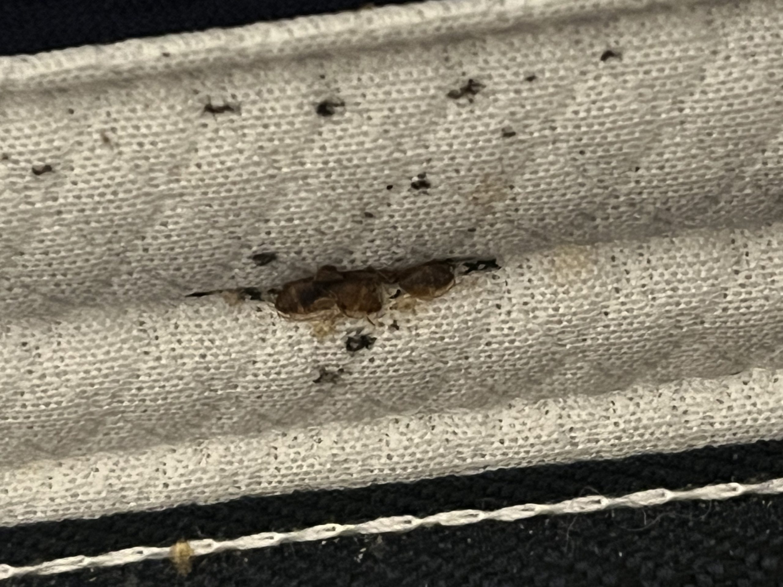 Punaise de lit sur un matelas qui peut provoquer bouton de puce de lit.