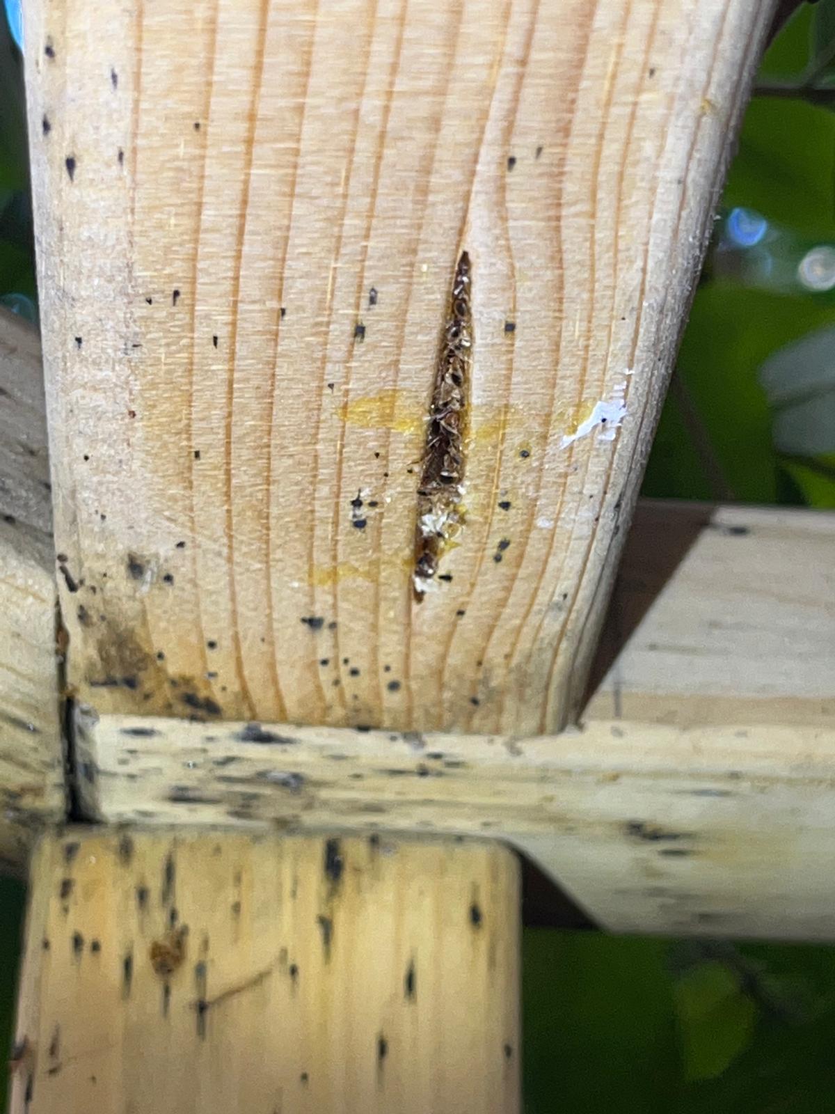 Infestation de punaises de lit dans le bois d'un meuble, avec des taches noires visibles indiquant des excréments.