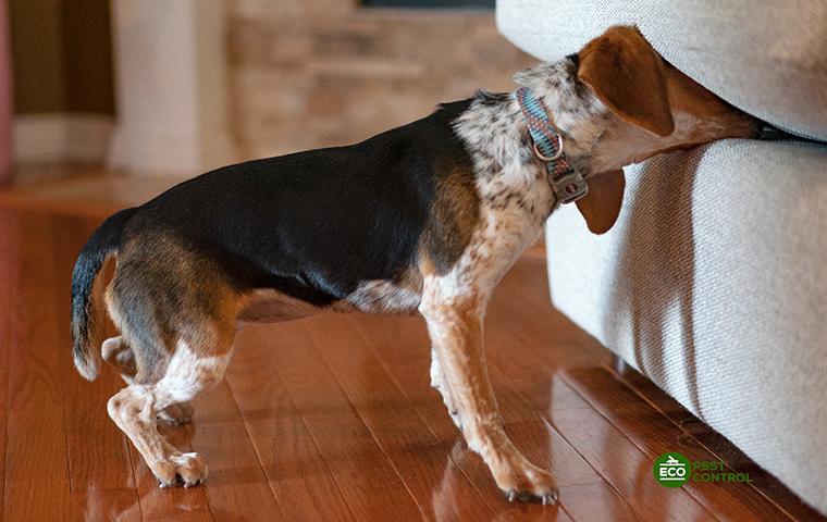Détection canine punaise de lit dans un salon, pour savoir si on a encore des punaises de lit
