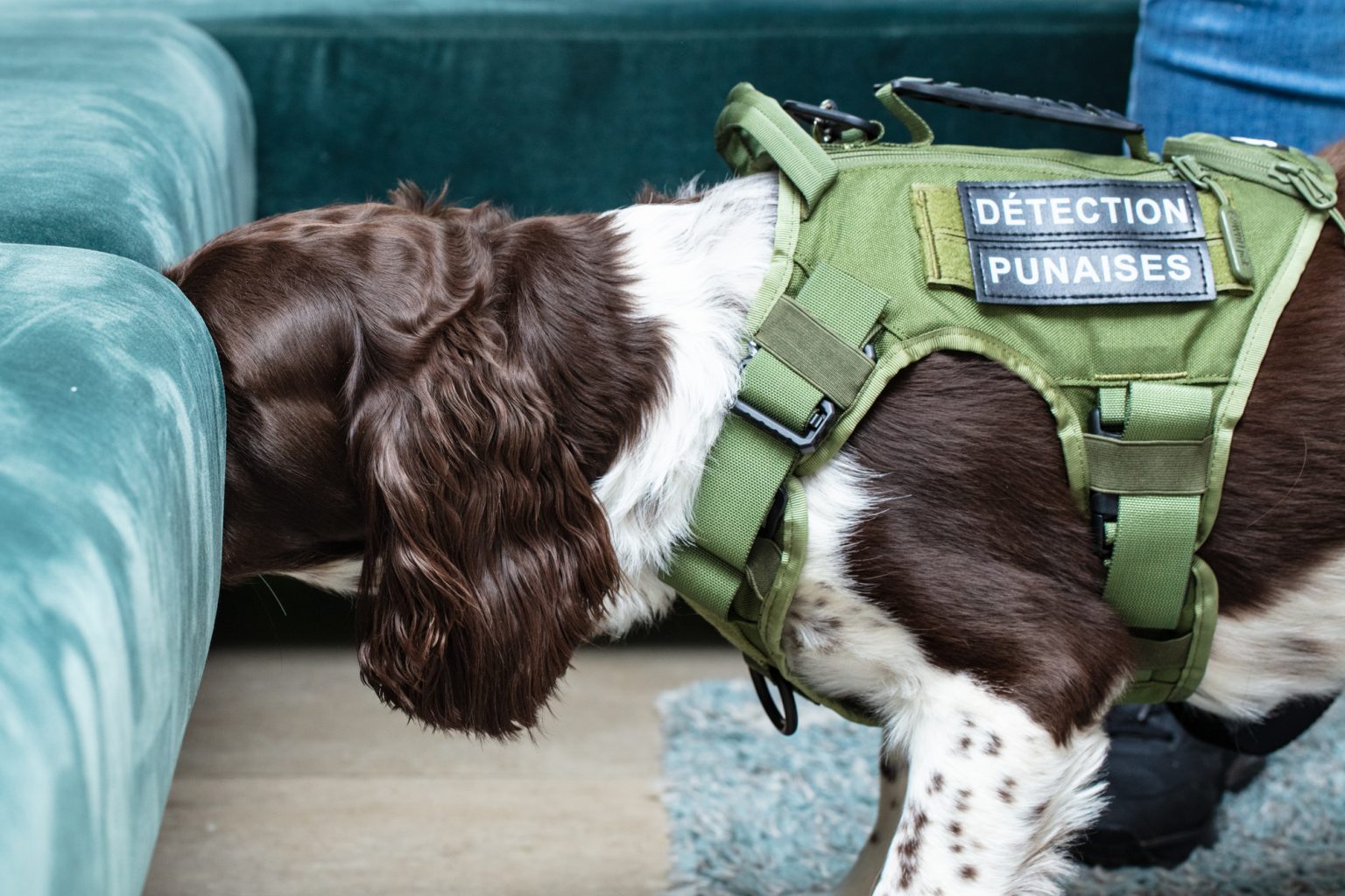 Chien renifleur spécialisé en détection canine de punaise de lit à Paris, inspectant un canapé