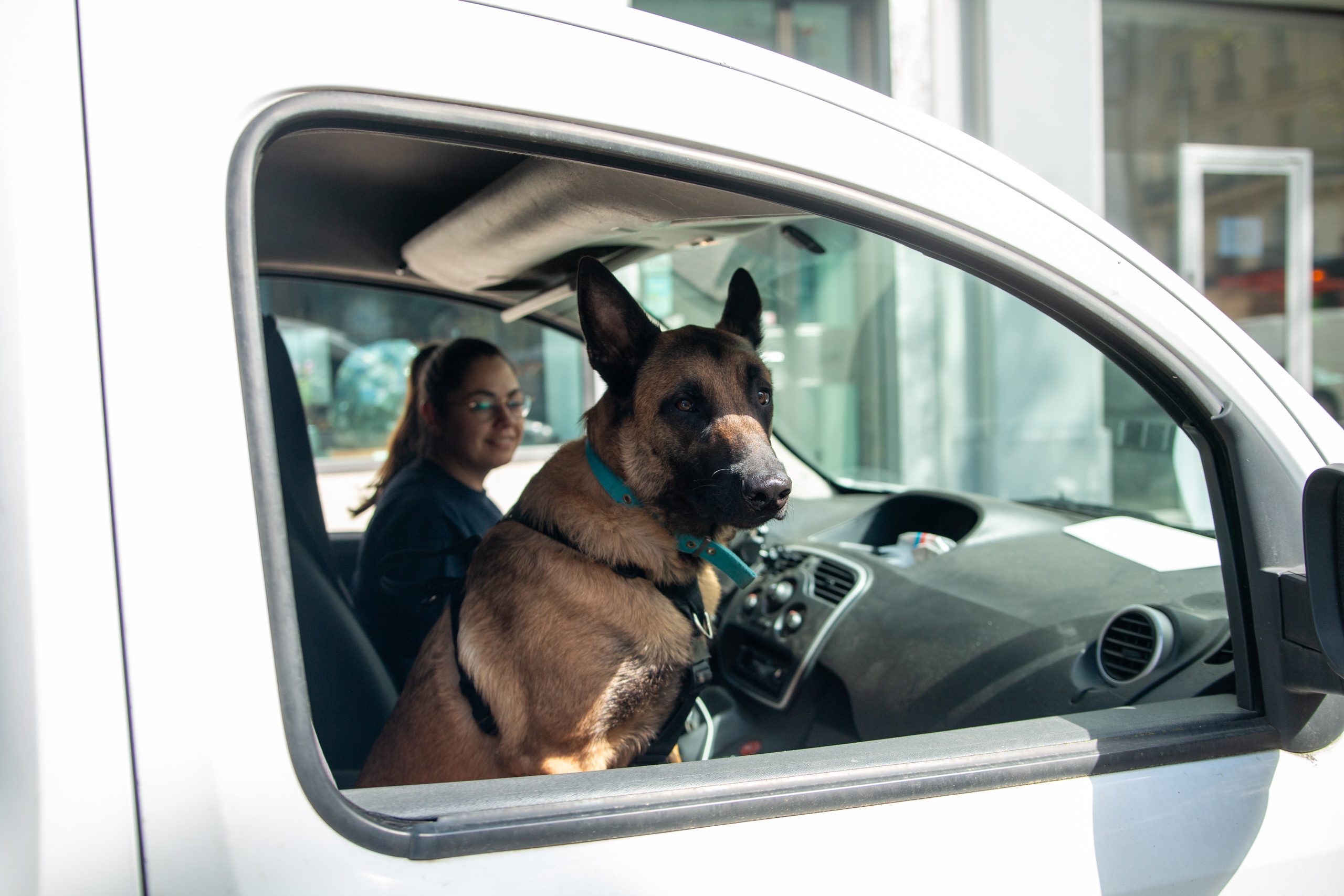 Chien détecteur de punaises de lit de l'entreprise Dogtector, assis dans une voiture prêt pour une intervention, illustrant l'efficacité des chiens formés pour repérer les infestations.