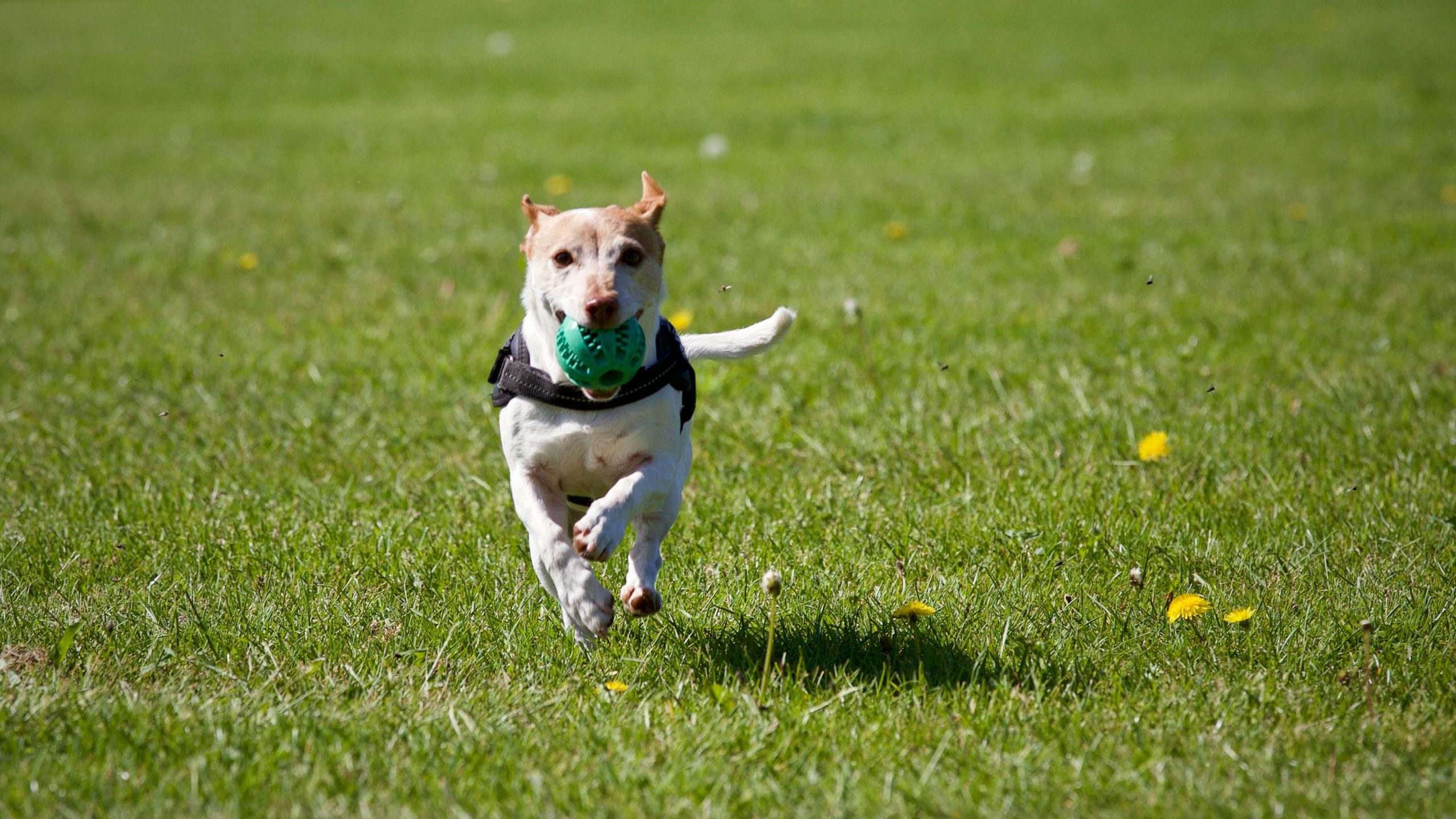 Chien courant avec une balle dans la bouche, symbolisant l'entraînement physique et olfactif des chiens utilisés pour la détection des punaises de lit.