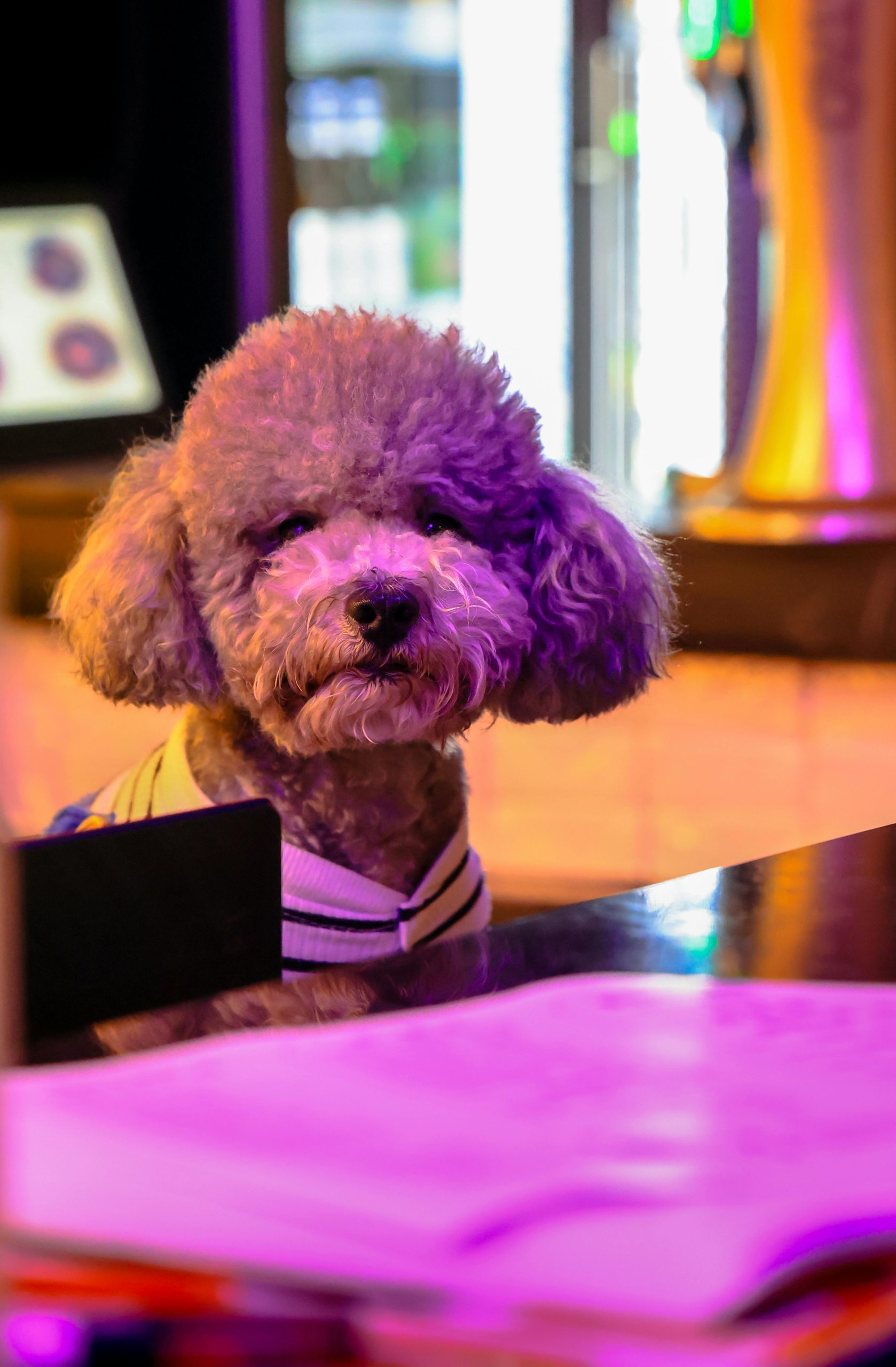 Chien en tenue, illustrant la certification d'un chien détecteur de punaises de lit, spécialement formé pour repérer ces nuisibles avec précision lors des interventions.