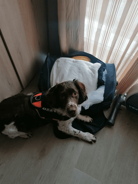 Chien de chez dogtector en intervention sur un sac.