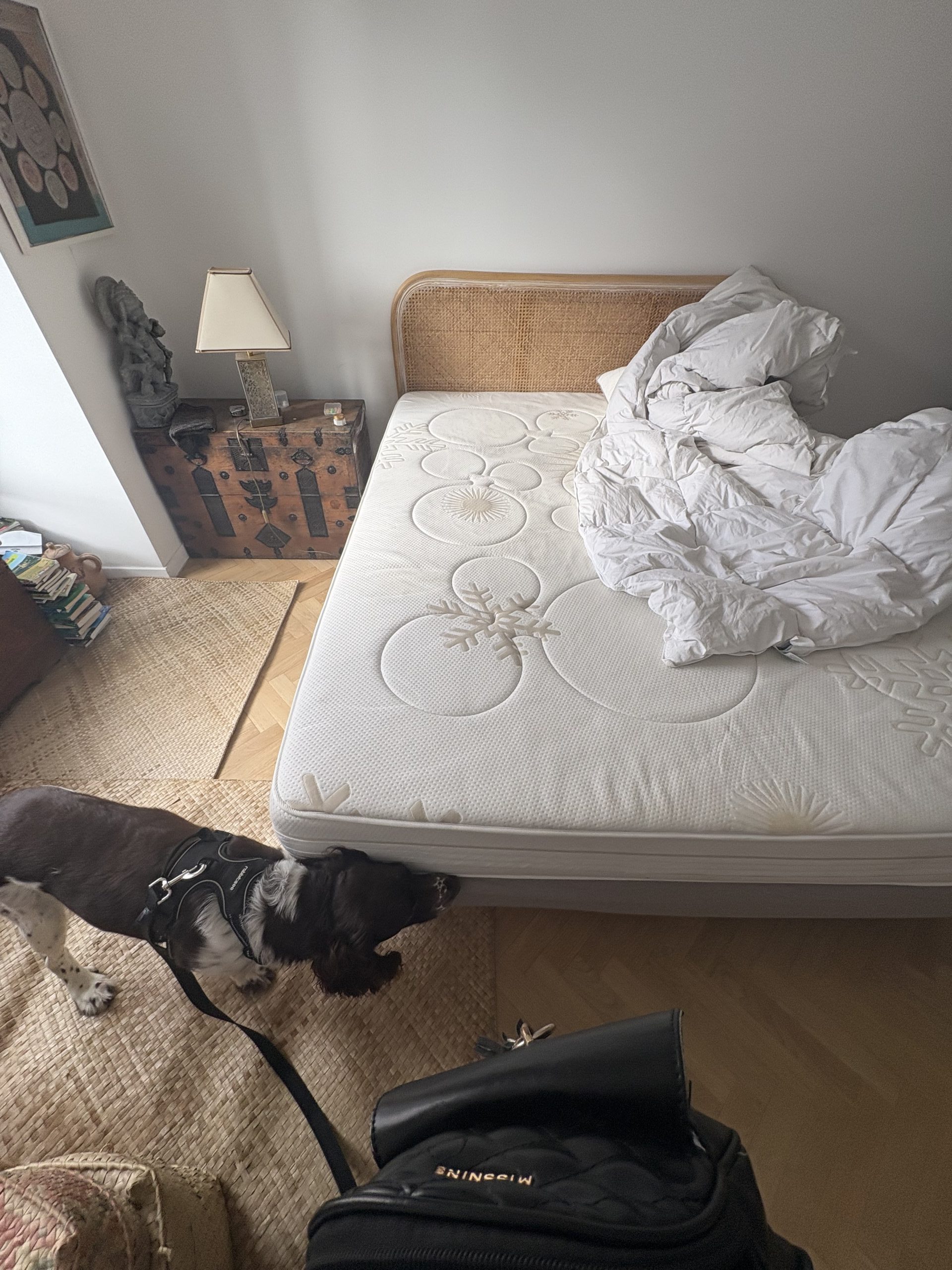 Détection canine de punaises de lit d'un matelas