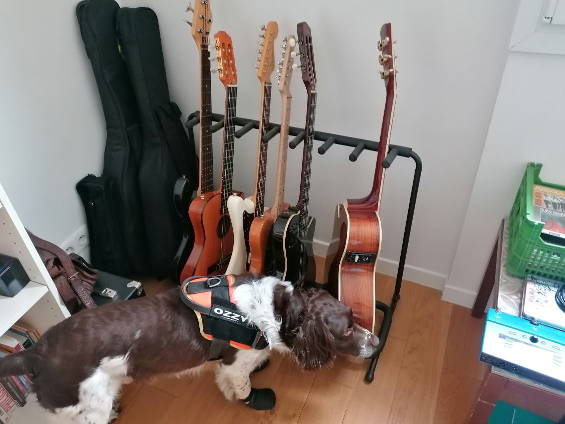 Détection chien renifleur