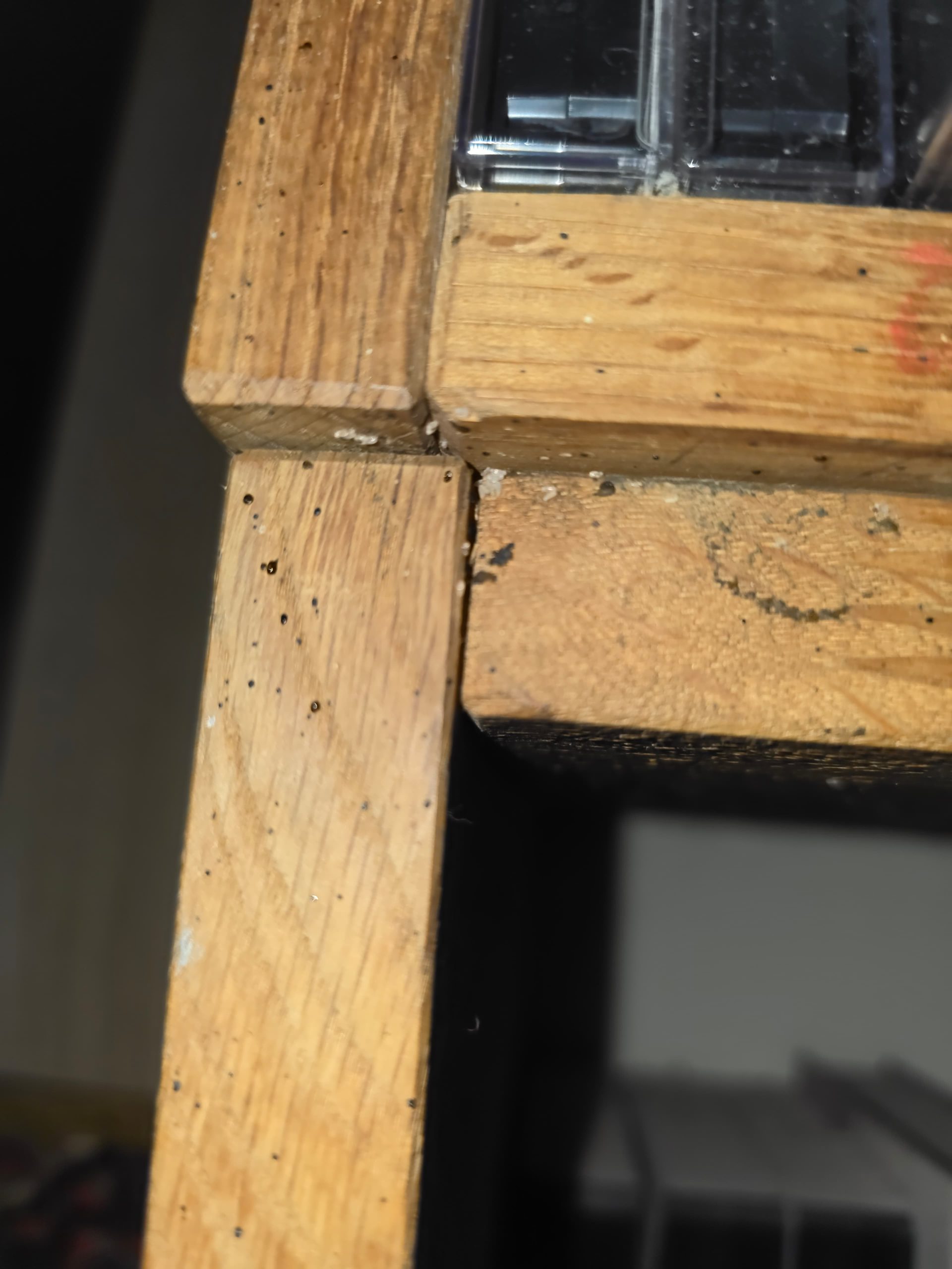 Infestation de punaises de lit sur un sommier en bois