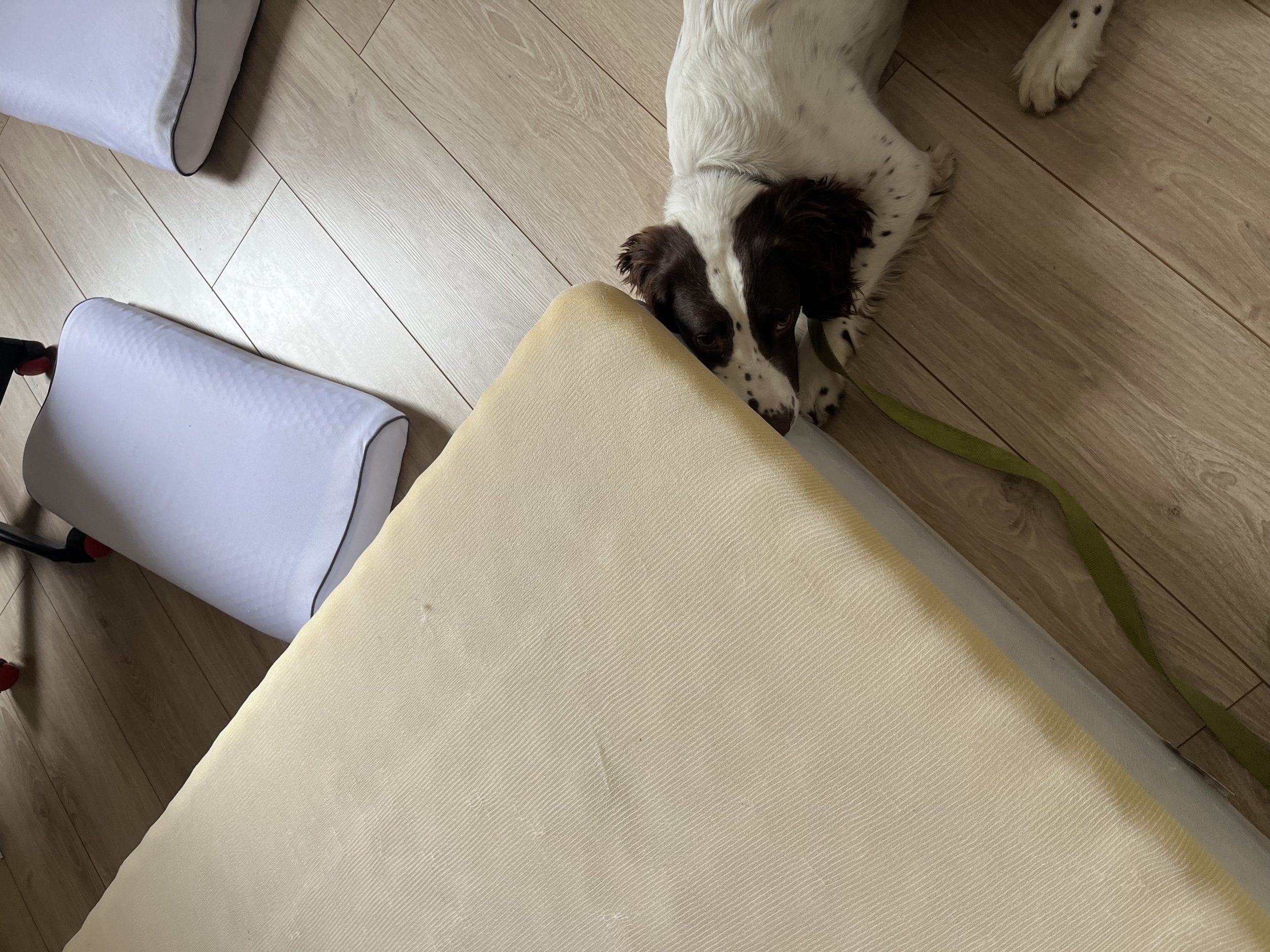 Chien de chez Dogtector en intervention.