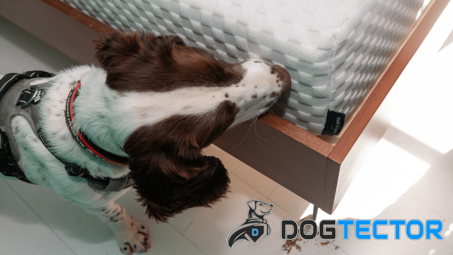 Chien détecteur de punaises de lit de chez Dogtector reniflant un matelas.