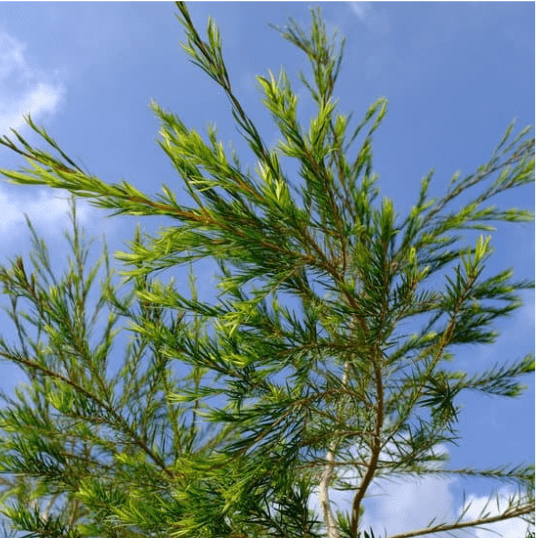 Branches d’arbre à thé (tea tree) sous un ciel bleu, connu pour ses vertus antiseptiques et antiparasitaires.