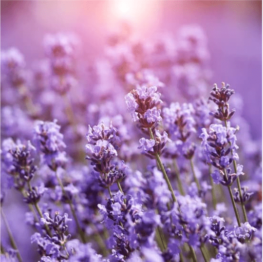 Champ de lavande en fleurs avec un coucher de soleil, réputée pour son parfum apaisant et son effet répulsif contre les insectes.
