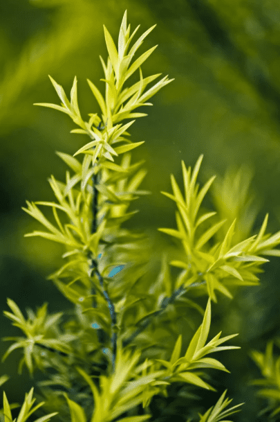 Branche de Melaleuca, aussi appelé arbre à thé, utilisé pour ses propriétés antiseptiques naturelles