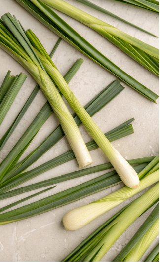 Tiges de citronnelle fraîche disposées sur une surface beige, utilisées pour leurs propriétés répulsives contre les insectes