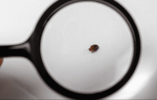Punaise de lit observée à travers une loupe sur fond blanc, symbole de détection précoce