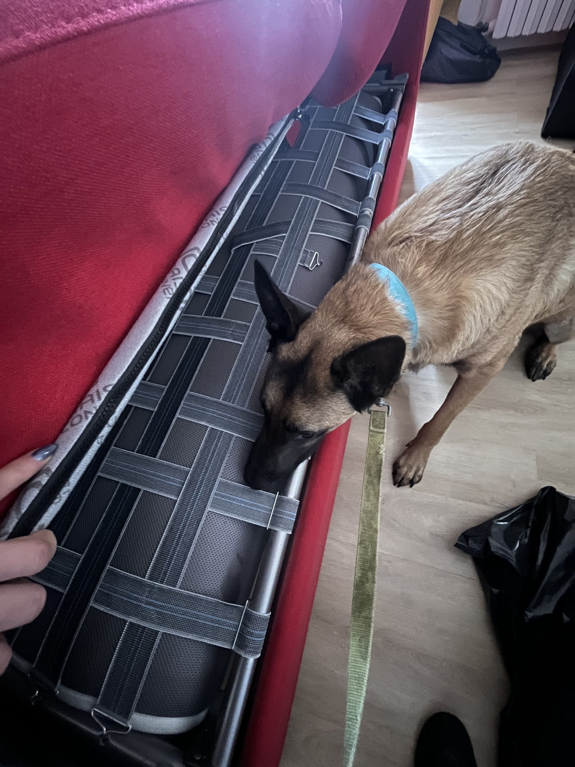 Chien détecteur de punaises de lit inspectant un canapé