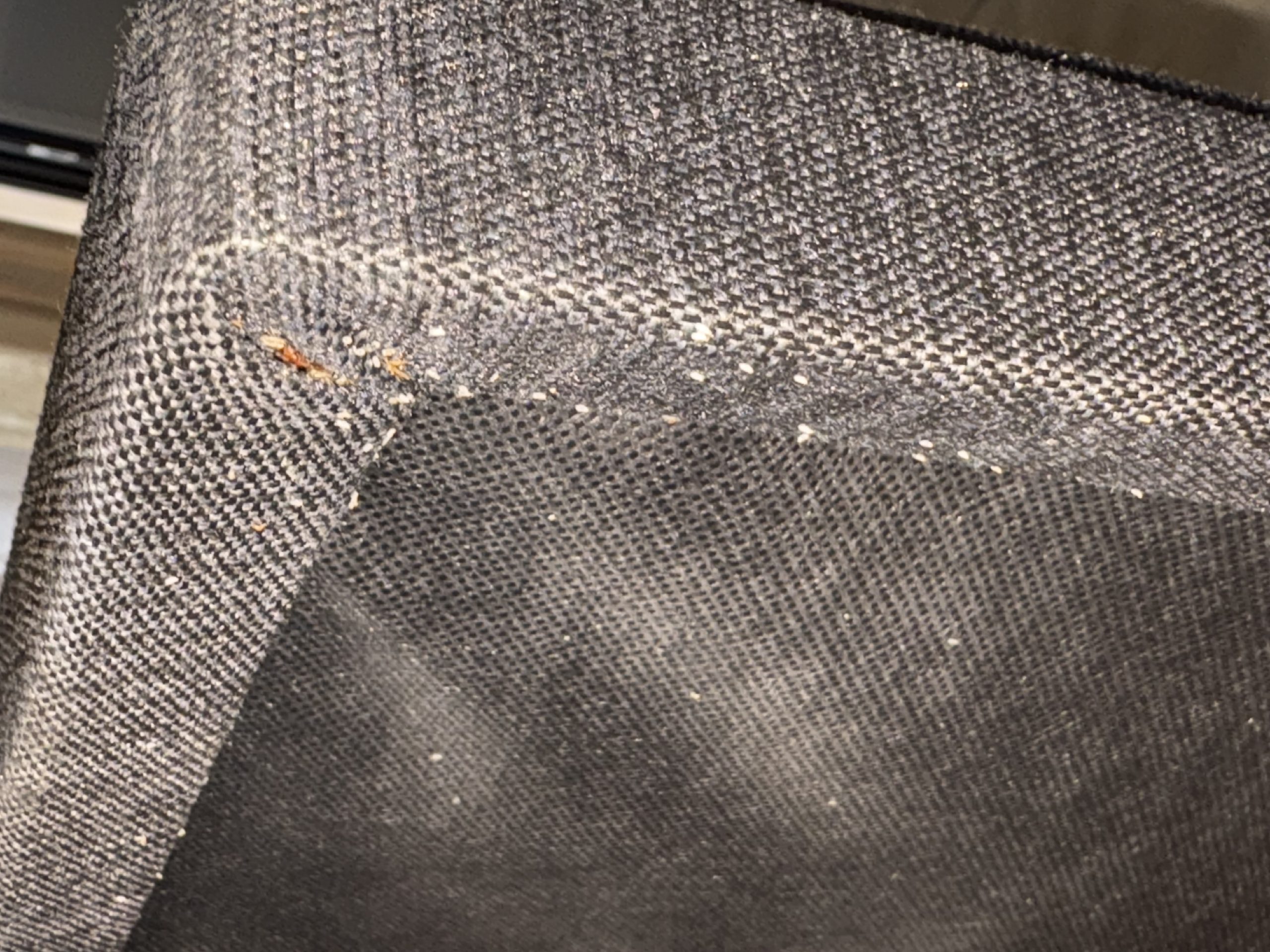 oeuf punaise de lit sur un sommier