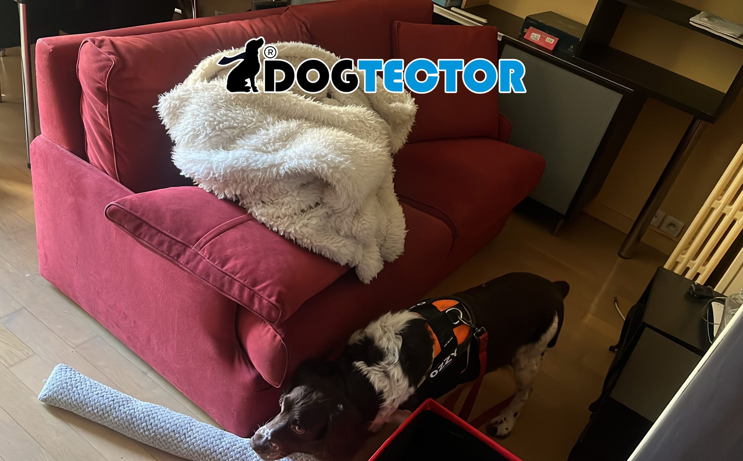 CHIEN-DETECTEUR-PUNAISE-3