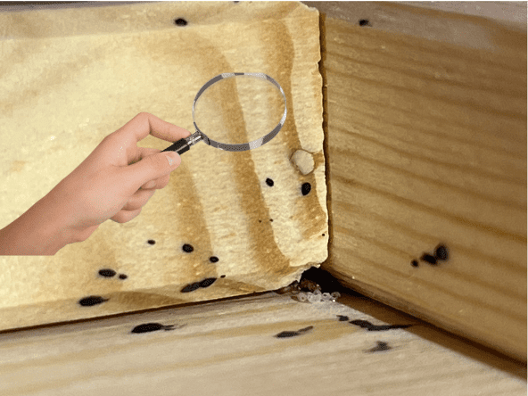 Œufs et déjections de punaises de lit visibles à la loupe sur une structure en bois