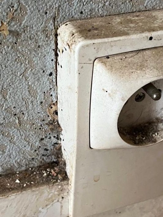 Prise électrique infestée de punaises de lit avec des taches noires visibles.