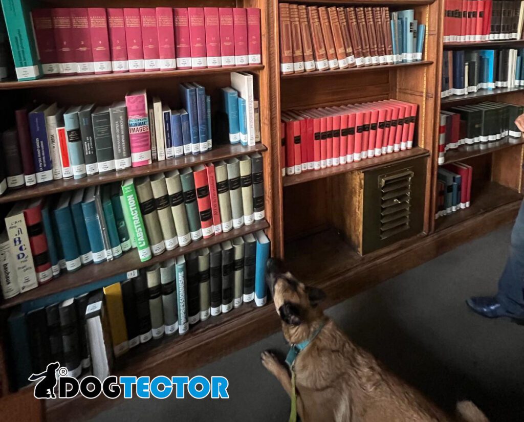 détection de punaise de lit avec un chien renifleur dans une bibliothèque. le chien permet de détecter les livres infectés.