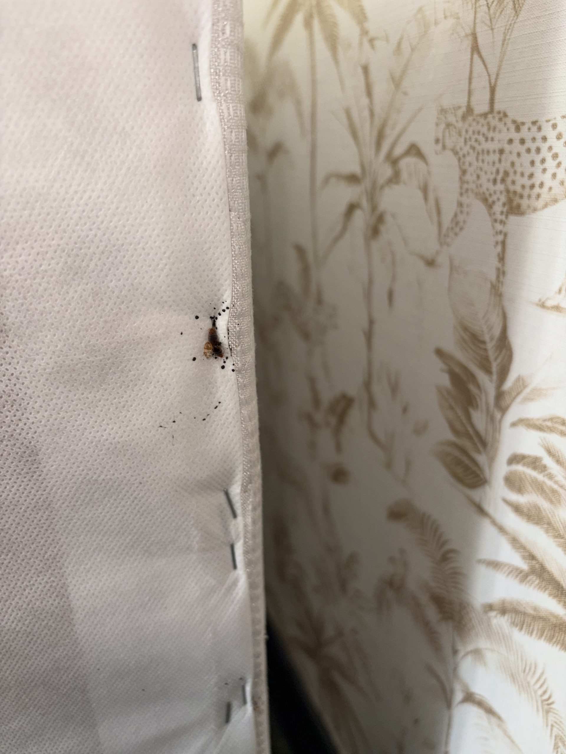 Matelas avec infestation de punaises de lit et excréments noirs près d'une couture.