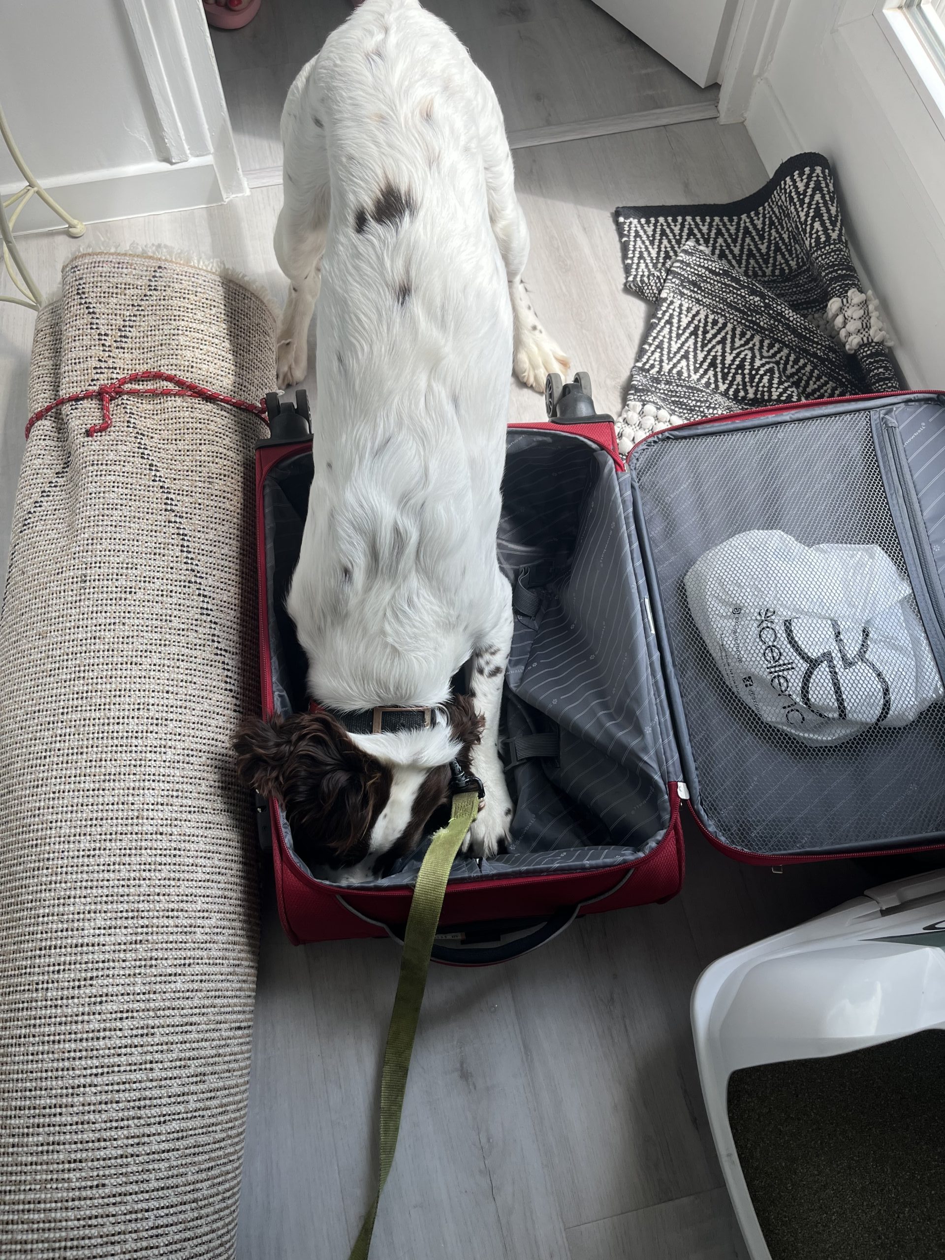 Chien détecteur de punaises de lit inspectant une valise