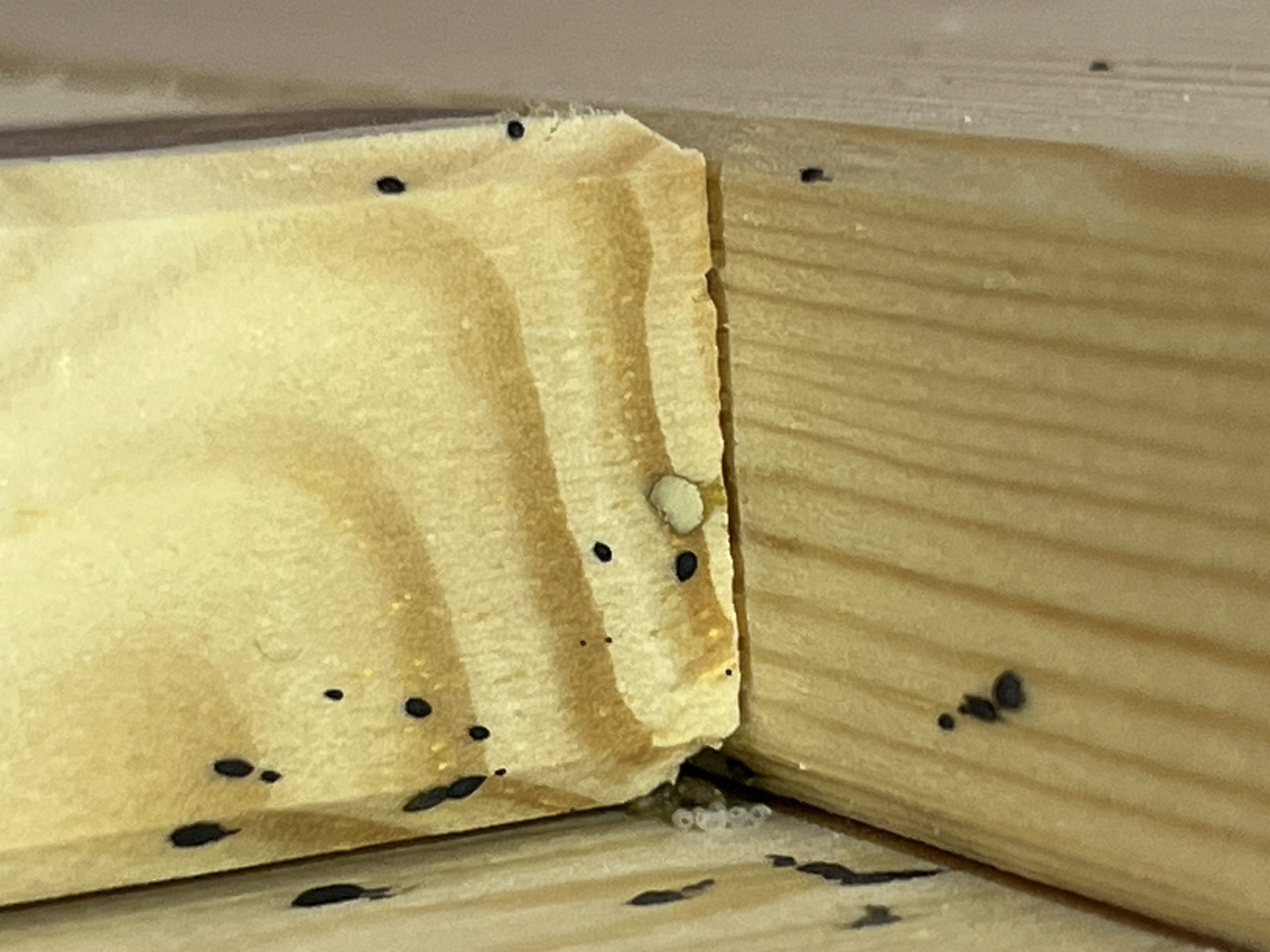 Gros plan sur des œufs et des excréments de punaises de lit dans une fissure de bois.