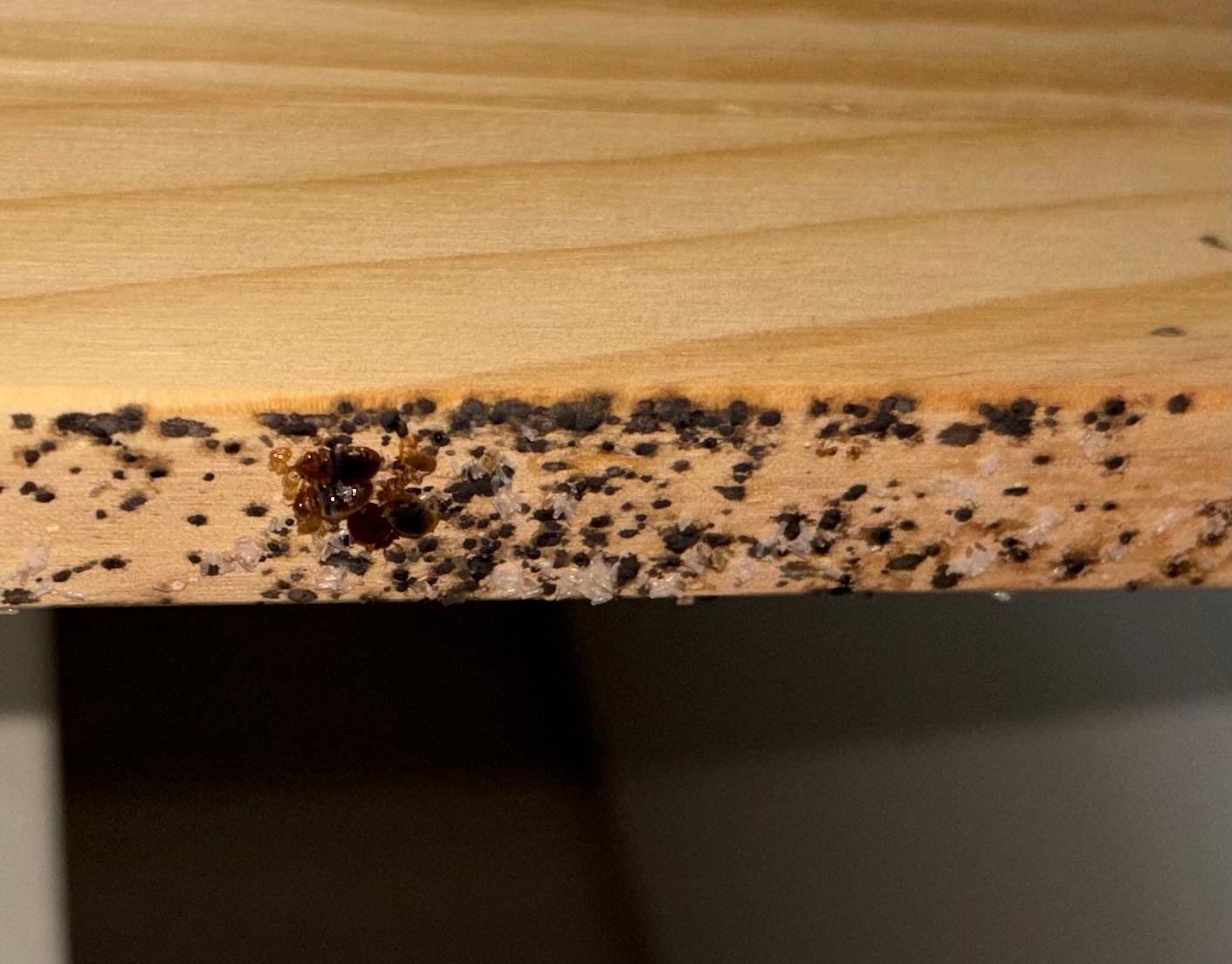 Infestation de punaises de lit sur un meuble en bois, avec excréments, œufs et insectes visibles.