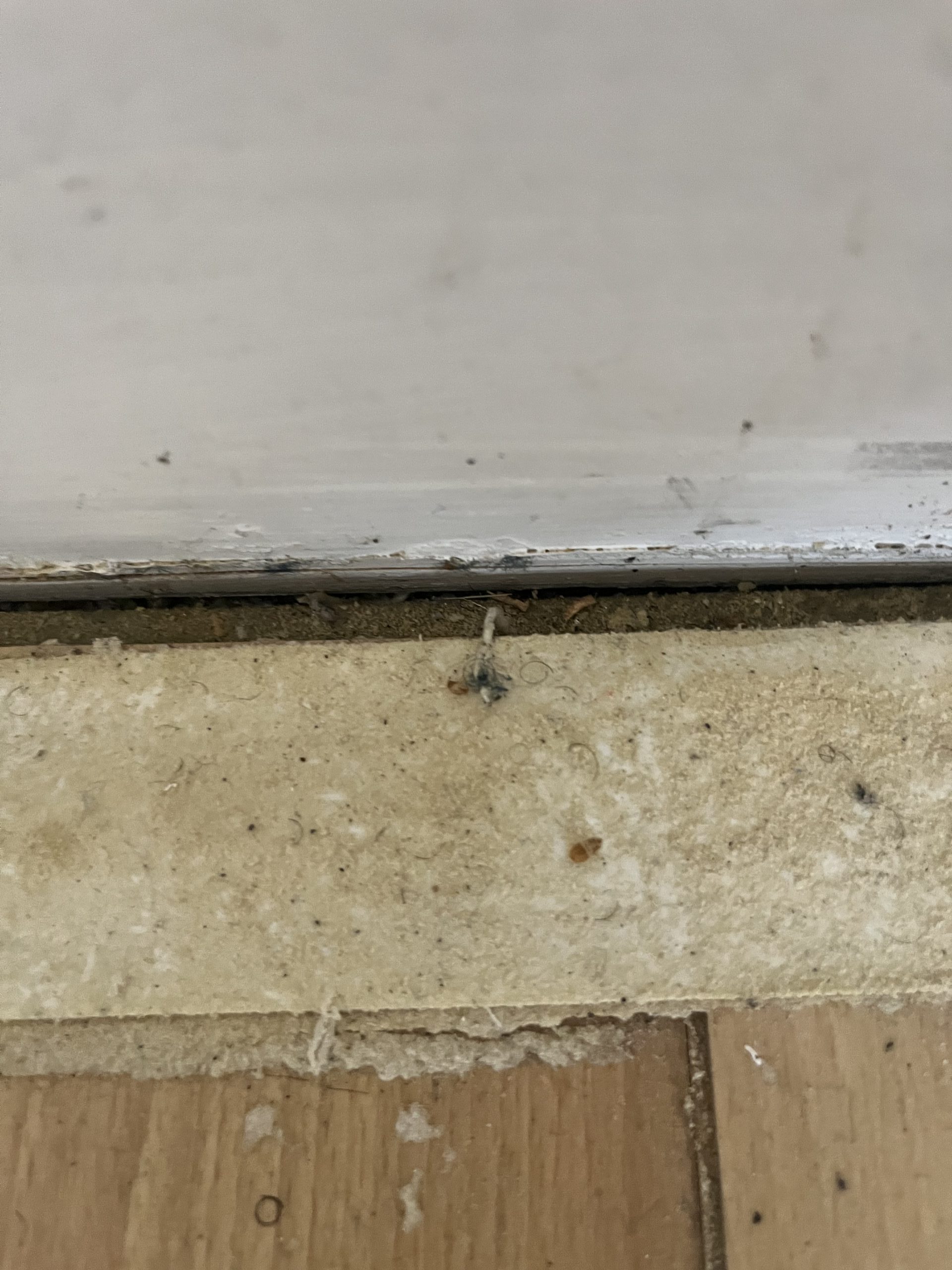 Punaise de lit dans les plinthes