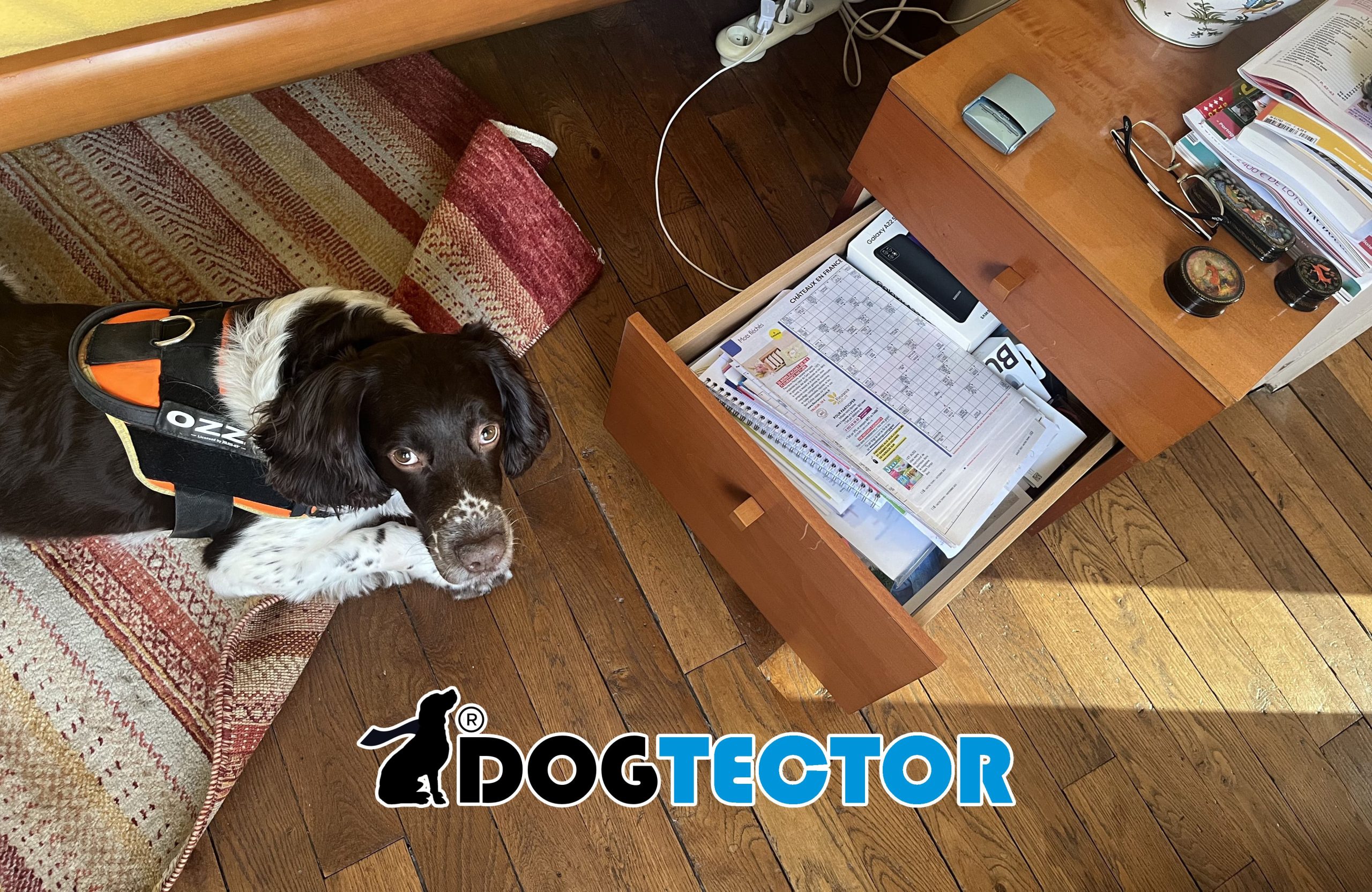 Chien détecteur de punaises de lit