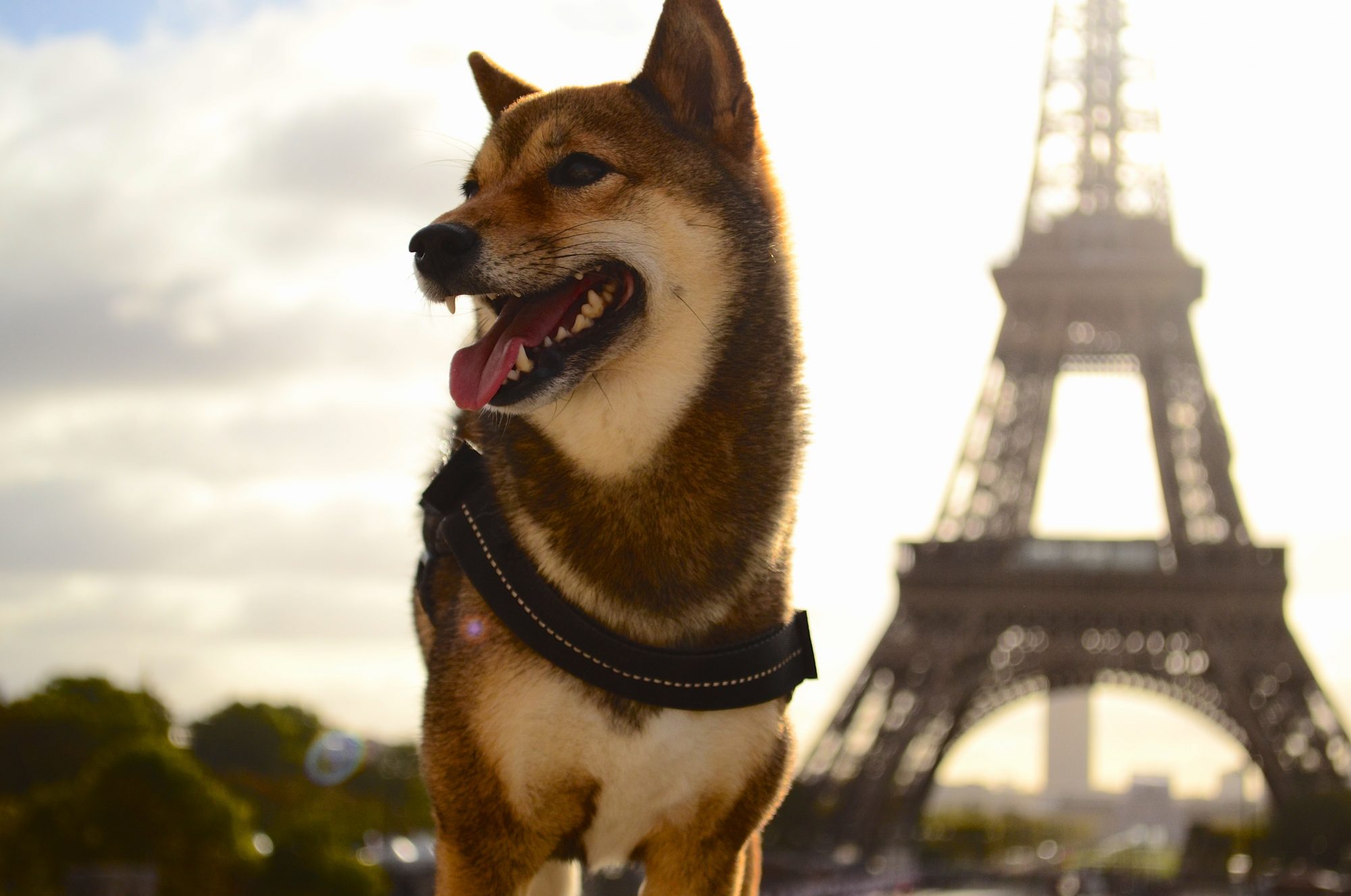 Chien détecteur de punaises de lit à Paris, faisant apparaître la tour Eiffel en décor de fond