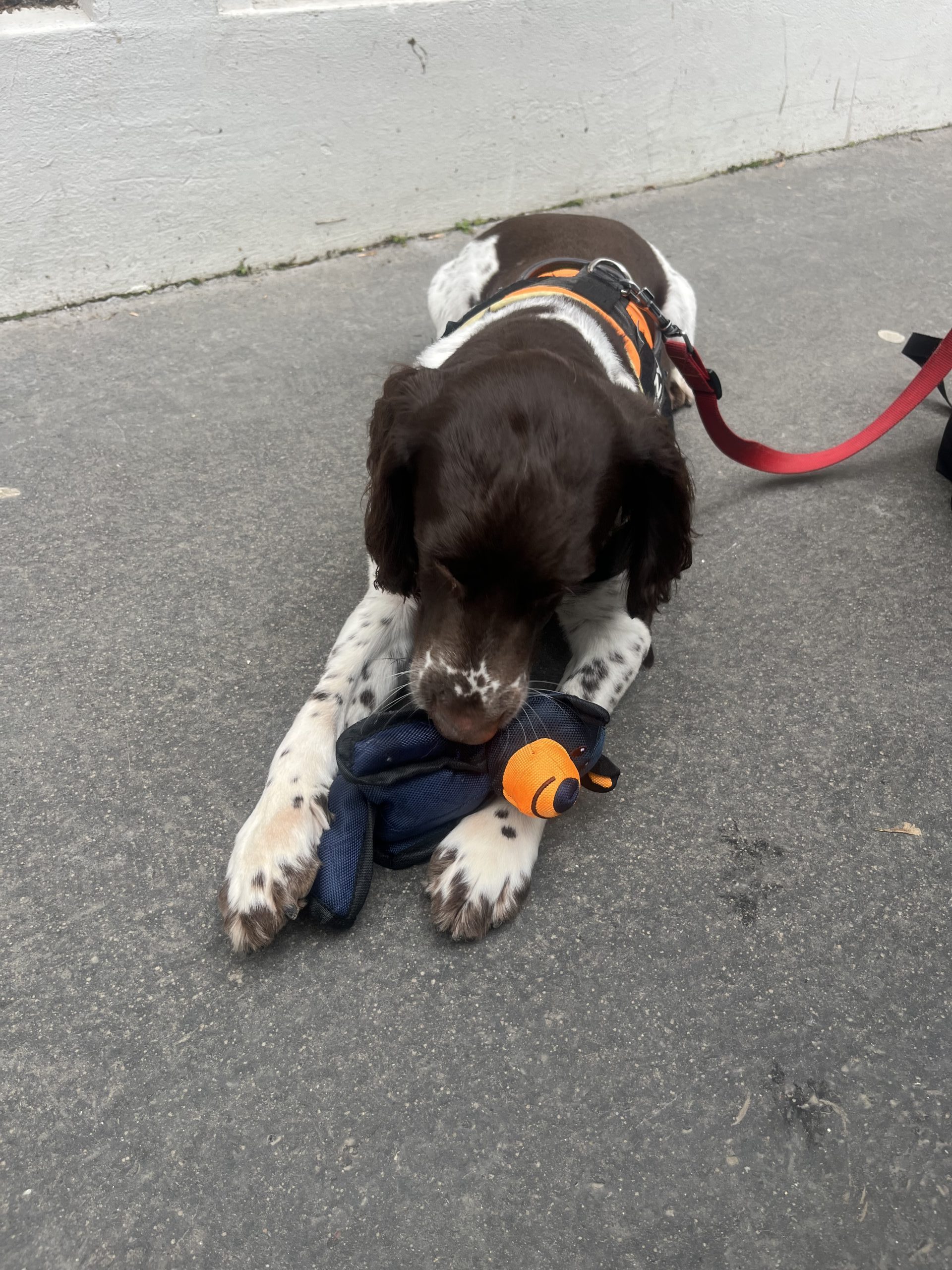 Chien détecteur couché sur le sol, jouant avec un jouet et un tissu.