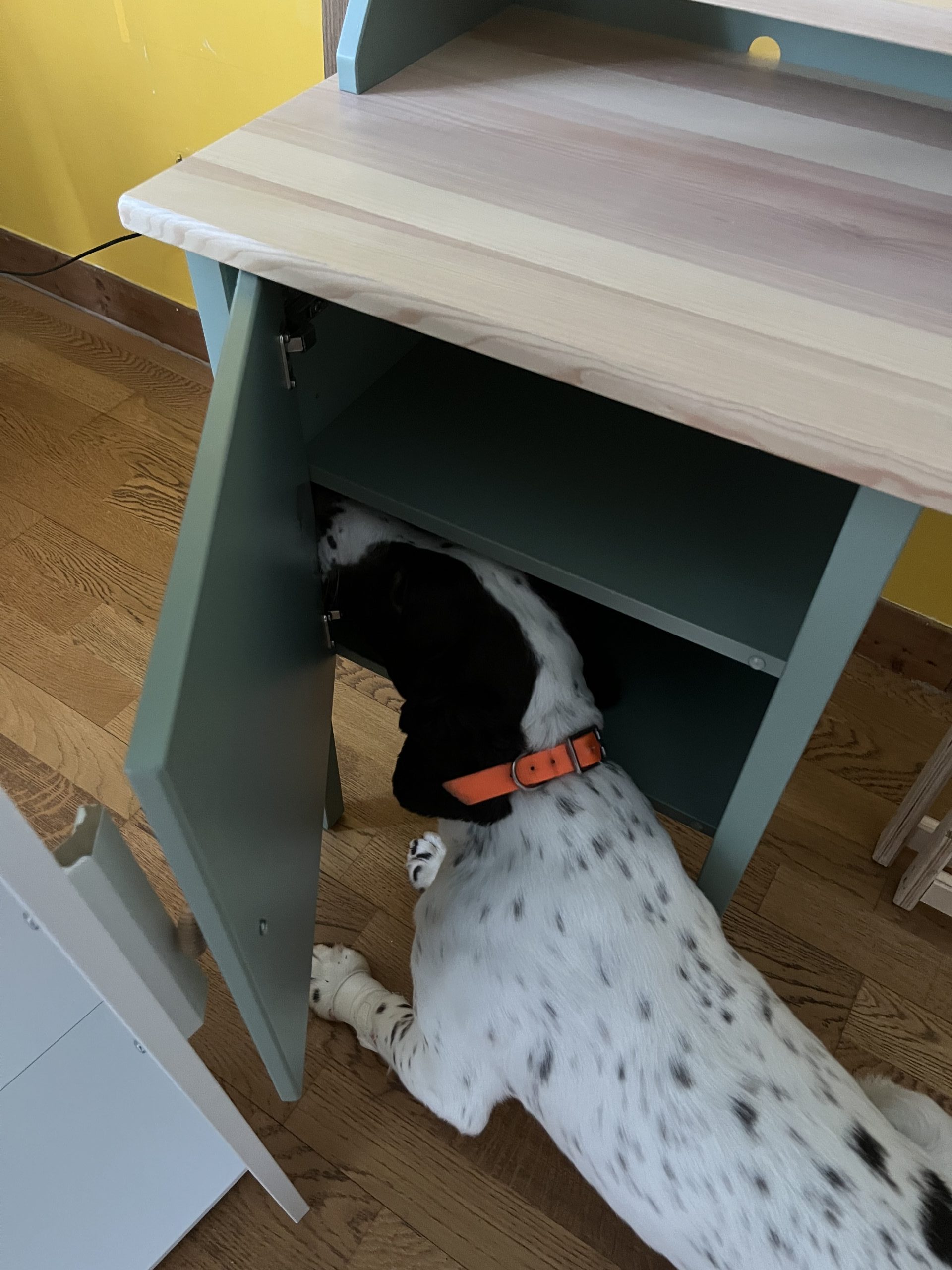 Chien détecteur de punaises de lit reniflant l'intérieur d'un meuble en bois.