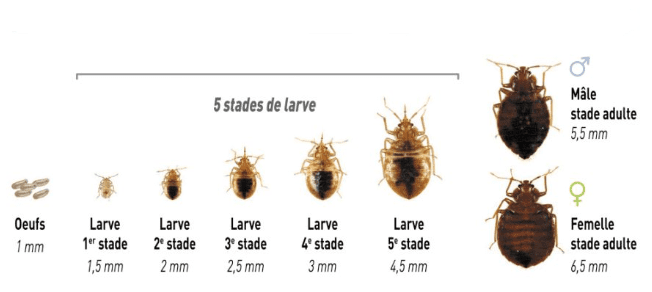 Étapes de croissance des punaises de lit à Paris.