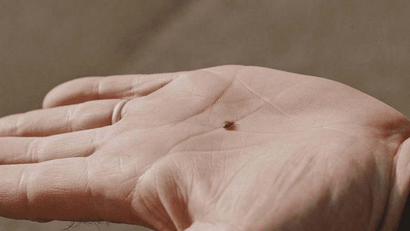 Punaises de lit sur une main, illustrant la petite taille de ces parasites couramment trouvés dans les hôtels parisiens et les défis liés à leur éradication.