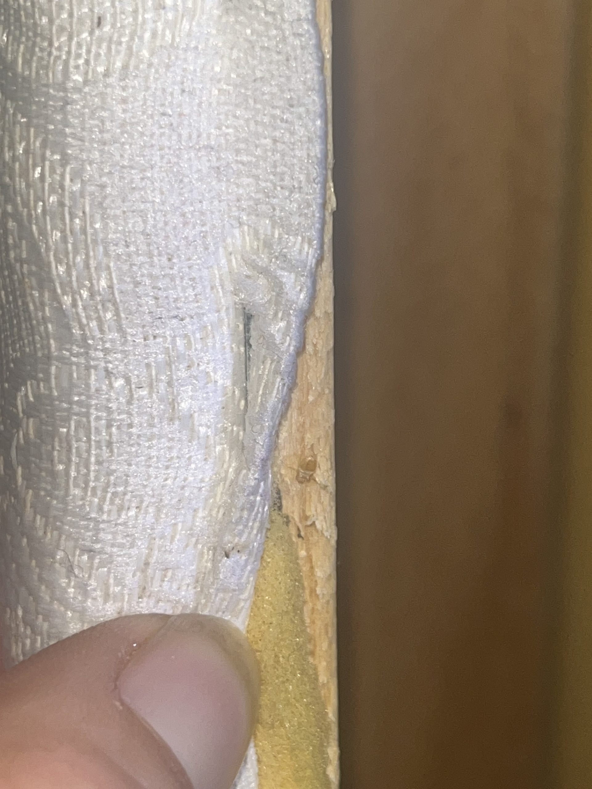 Punaises de lit repérées dans une fente de cadre en bois, montrant leur habileté à se cacher dans des espaces restreints