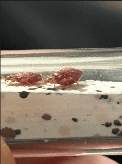 Deux punaises de lit vivantes dans un récipient avec des taches sombres et des débris visibles.