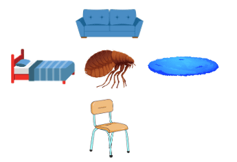 Illustration montrant une puce avec différents mobiliers comme un canapé, un lit, un tapis et une chaise pour indiquer leurs lieux de préférence.