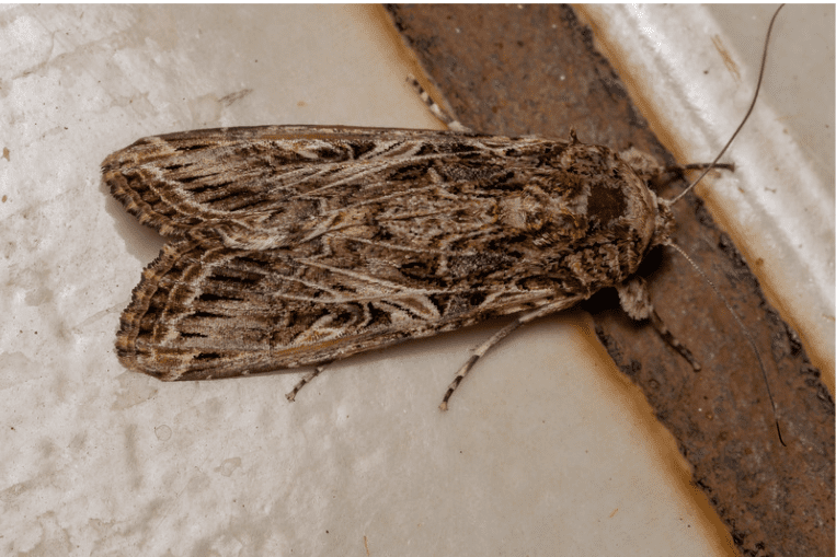 Une image d'une mite posée sur une surface claire, montrant ses détails d'ailes et son corps.