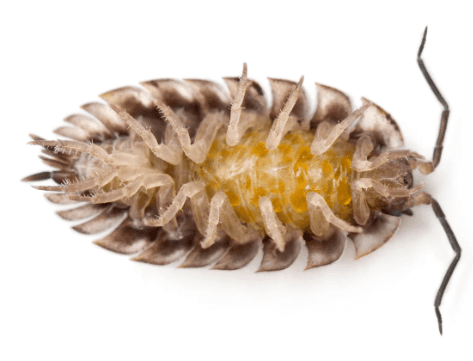 Vue rapprochée d’une larve d'anthrène des tapis avec ses poils et segments caractéristiques.