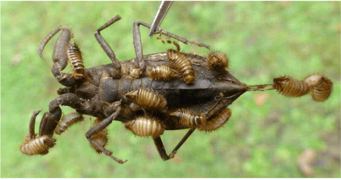 Anthrène portant des larves sur son corps, une illustration de la relation avec ses œufs et larves.