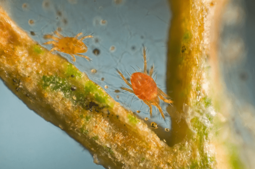 Gros plan d’un acarien rouge sur une feuille, visualisé au microscope, illustrant son aspect microscopique invisible à l’œil nu