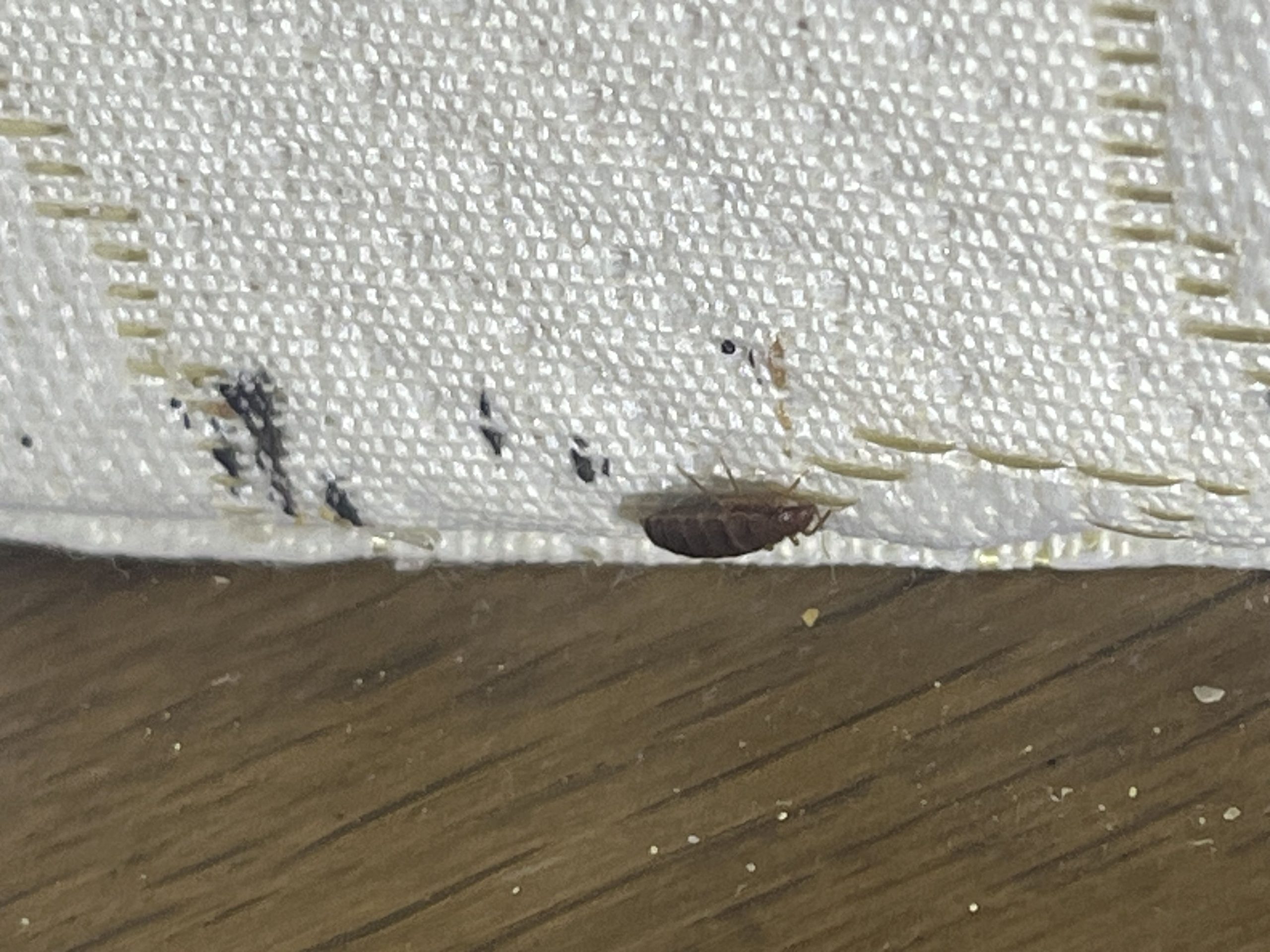 Une punaise de lit adulte vue de près, trouvée sur un tissu avec des traces noires, signes typiques d'une infestation.
